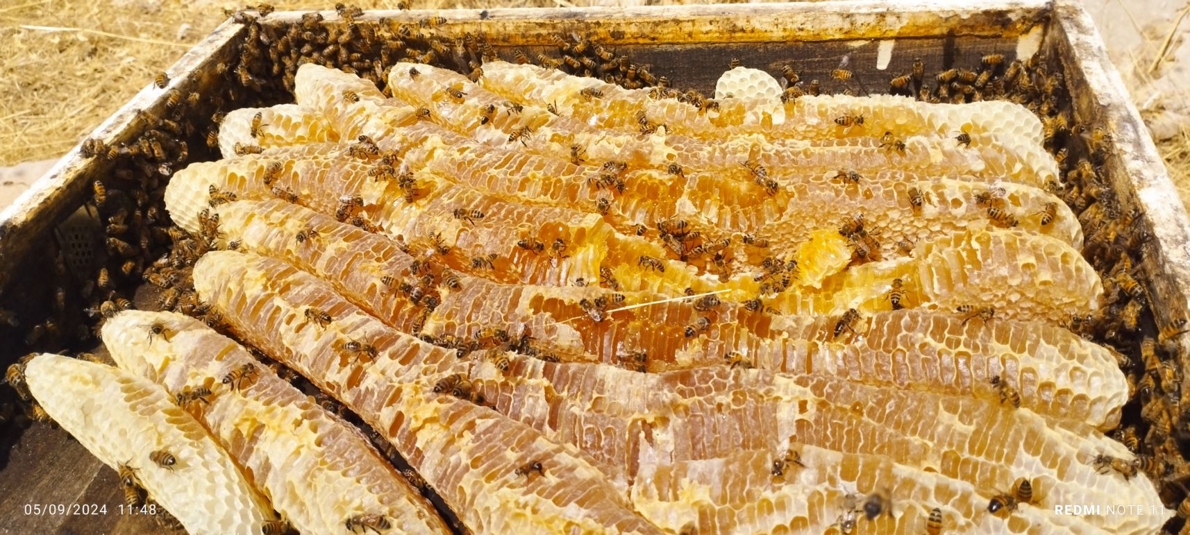 عسل آویشن 